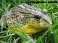 007 -  Pyxicephalus edulis